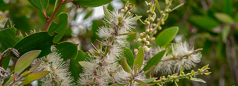 Óleo de Melaleuca