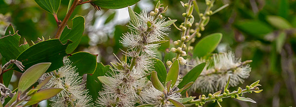 Óleo de Melaleuca