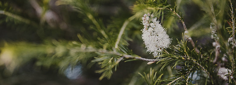 04---Blog---Óleo-de-melaleuca-01